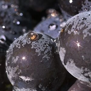 Close up of Pinot Noir grapes with sunbursts on large drops of water in Adelsheim