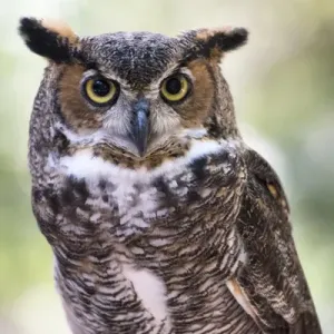 Great Horned Owl Close-up Print Great Horned Owl Close-up Print