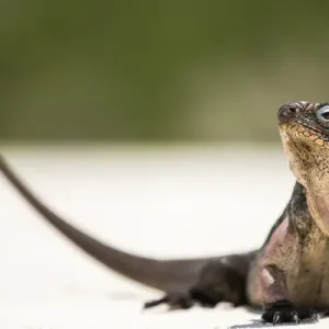 Close up portrait of an Iguana on the beach near Staniel Cay, Exuma, Bahamas