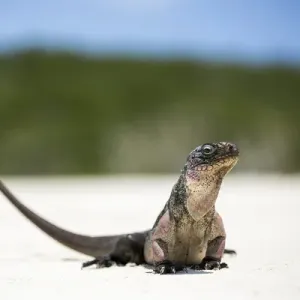 Close up portrait of an Iguana on the beach near Staniel Cay, Exuma, Bahamas