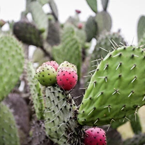 Close up of a prickly pear cactus paddle, Pozos, Mexico