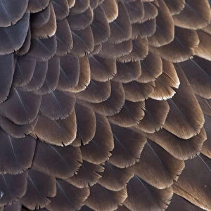 Close-up of Bald Eagle feather, Homer, Alaska, USA