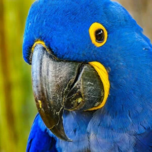 Close-up of blue hyacinth macaw
