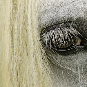 Close-up details of Gypsy Vanner horse eyeball, Crestwood, KY