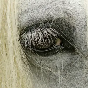 Close-up details of Gypsy Vanner horse eyeball, Crestwood, KY
