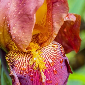 Close-up of dewdrops on a pink iris