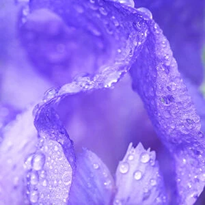 Close-up of dewdrops on a purple iris