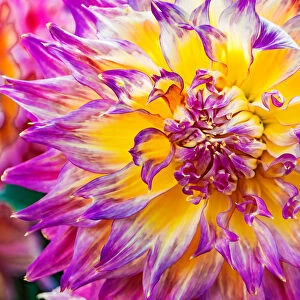Close-up of dinnerplate dahlia blooming