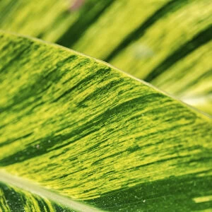 Close-up of Epipremnum aureum leaf, Florida, USA
