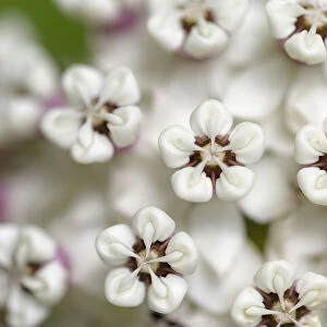 Close-up of flower heads before opening (redring milkweed, white-flowered milkweed