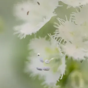 Close-up of Fringed Phacelia, Great Smoky Mountains National Park, Tennessee