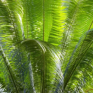 Sago Palm Tree Frond Print Sago Palm Tree Frond Print