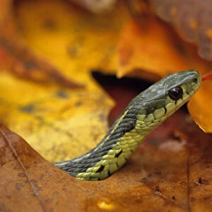 Close-up of garter Snake in fall with tongue out. Credit as: Nancy Rotenberg / Jaynes