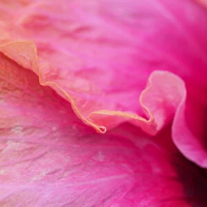 Close-up of a hibiscus flower
