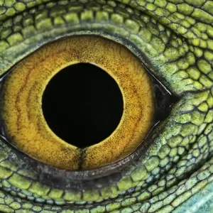 Close-up Print of Juvenile Green Basilisk Lizard Eye Close-up Print of Juvenile Green Basilisk Lizard Eye