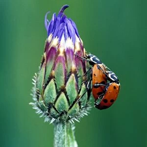 Close-up of mating ladybugs