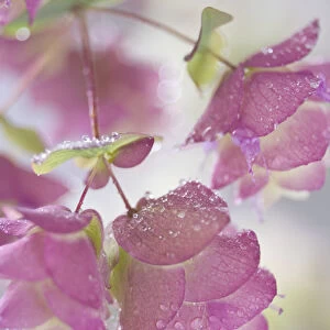 Close-up of ornamental oregano plant with dewdrops. Credit as: Don Paulson / Jaynes