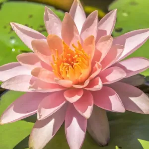Pink Flower Print on Lily Pad Pink Flower Print on Lily Pad