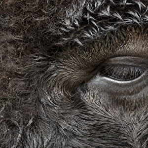 Close-up portrait of American Bison, Yellowstone National Park, Wyoming