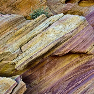 Close-up, Rainbow Vista, Valley of Fire State Park, Nevada, USA