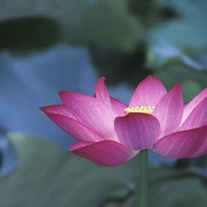 Close-up of red lotus flower and green leaves, Hangzhou, Zhejiang Province, China