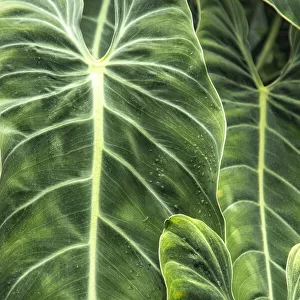 Close-up shots of the leaves from the elephant ears plant, also known as Alocasia