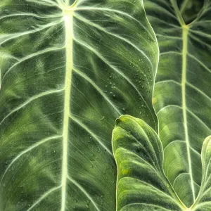 Alocasia Leaf Close-up Print Alocasia Leaf Close-up Print
