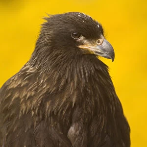 Close-up of a Striateed Caracara (Johnny Rook), Yellow Background, Falkland Islands