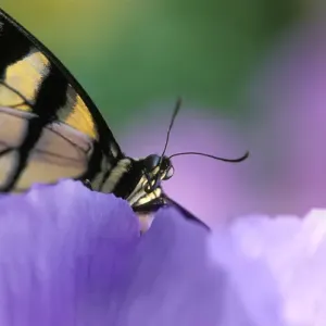Close-up of swallowtail Butterfly on Petunia in Garden