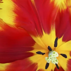 Close-up of tulip Close-up of tulip