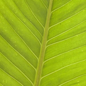Close-up of veins in a green leaf