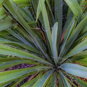 Close-up of yucca plant leaves