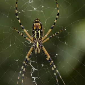 Close-up Print of Argiope aurantia Palps with White Silk Close-up Print of Argiope aurantia Palps with White Silk