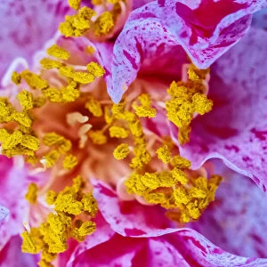 Closeup of pollen on stamen on variegated flower petals