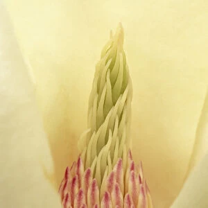 Closeup of Yulan Magnolia blossom