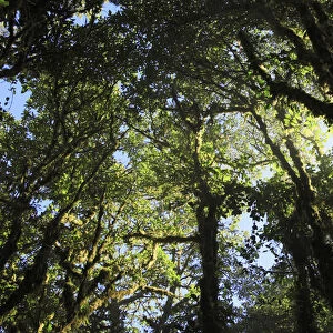 Cloud forest Santa Elena Coud Forest Monteverde, Costa Rica