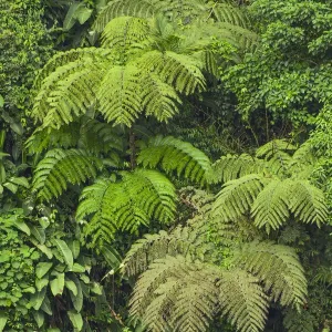 Cloud forest trees and vegetation in the mountains of Bajos del Toro Amarillo, Sarchi, Costa Rica
