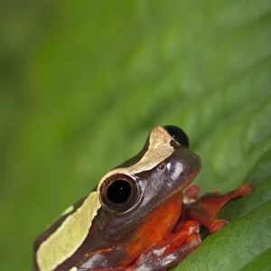 Clown Tree Frog (Dendropsophus sarayacuensis, formerly Hyla leucophyllata)