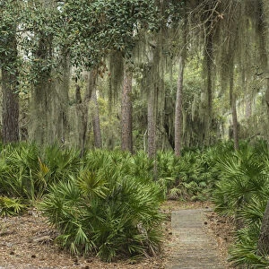 Coastal forest with Spanish moss (Tillandsia usneoides) growing upon Southern Live Oak