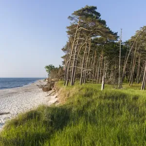 Coastal forest at the Weststrand (western beach) on the Darss Peninsula Coastal forest at the Weststrand (western beach) on the Darss Peninsula