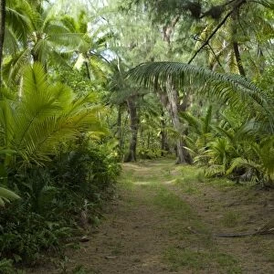 Coconut grove on Desroches Island