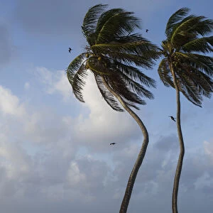 Coconut Palm (Cocos nucifera) & Magnificent Frigatebird (Fregata magnificens), Halfmoon Caye