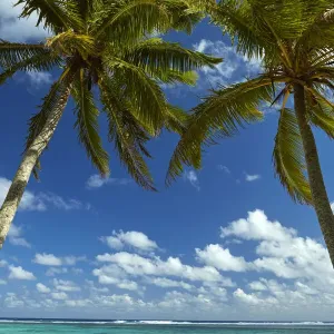 Coconut palm trees and beach, Takitimu District, Rarotonga, Cook Islands, South Pacific