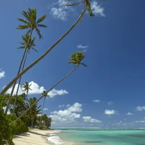 Coconut palm trees and Pacific Ocean, Rarotonga, Cook Islands, South Pacific