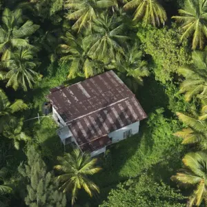 Coconut Palms Print, Georgetown Guyana