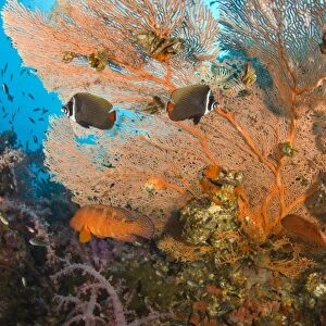 Collare Butterflyfish (Chaetodon collare), Scuba diving at Richelieu Rock, Mu Koh