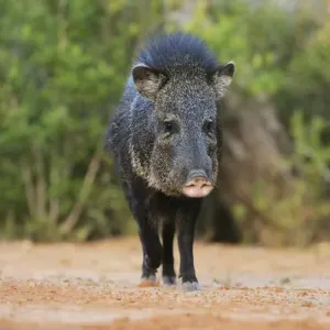 Collared Peccary, Javelina (Tayassu tajacu), adult, South Texas, USA