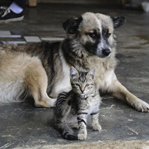 Colombia, Minca. Kitten and dog