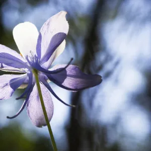 Colorado Columbine wild flower