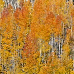 Colorado Rocky Mountains near Keebler Pass Autumn Colors on Aspen Groves Colorado Rocky Mountains near Keebler Pass Autumn Colors on Aspen Groves